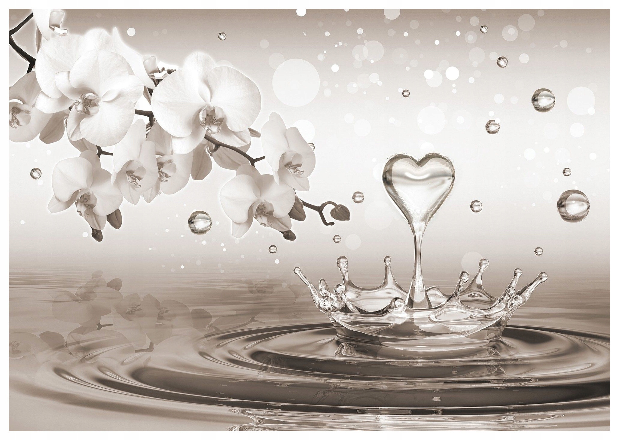 Fototapeta Bílé orchideje kapky jemnost elegance 250x175 lepidlo