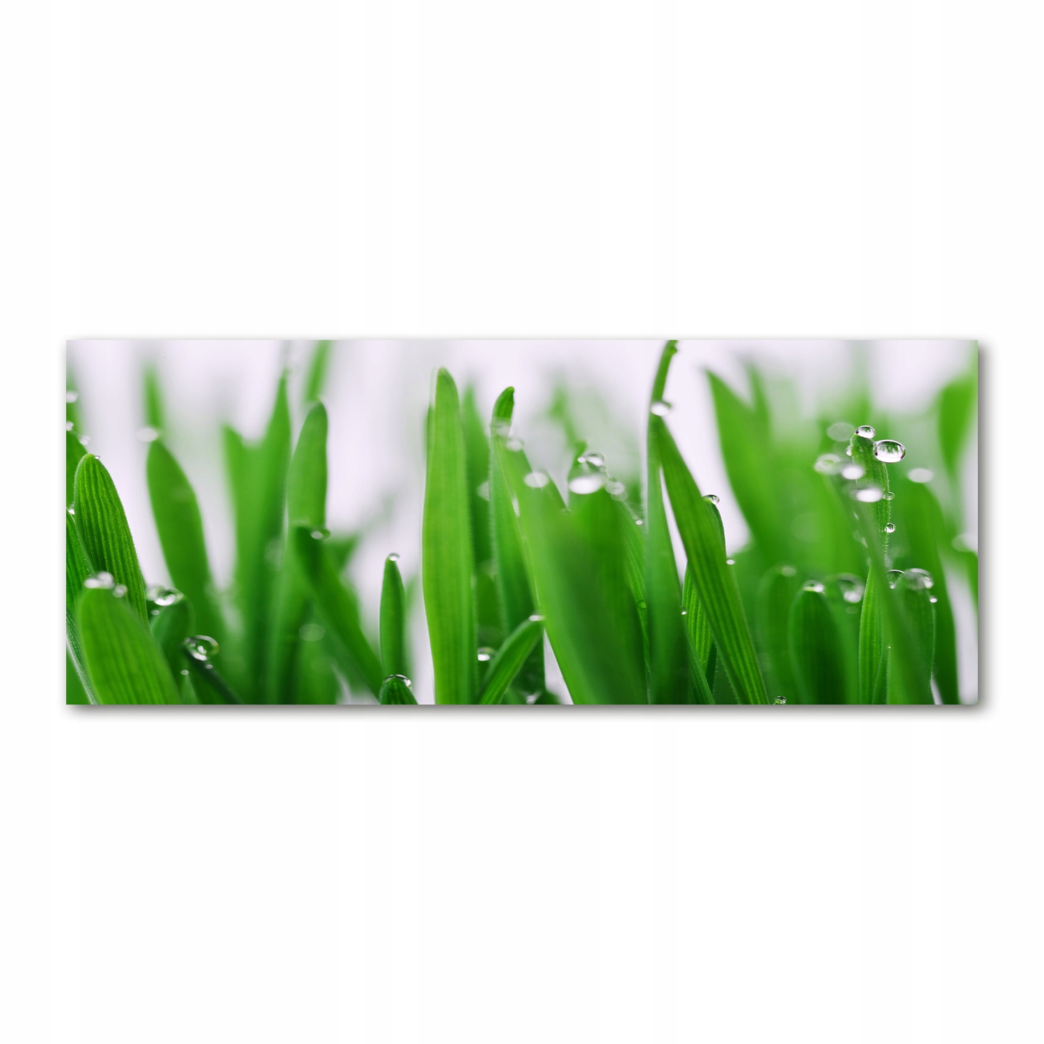 

Foto obraz akryl zdjęcie Źdźbła trawy 125x50 cm