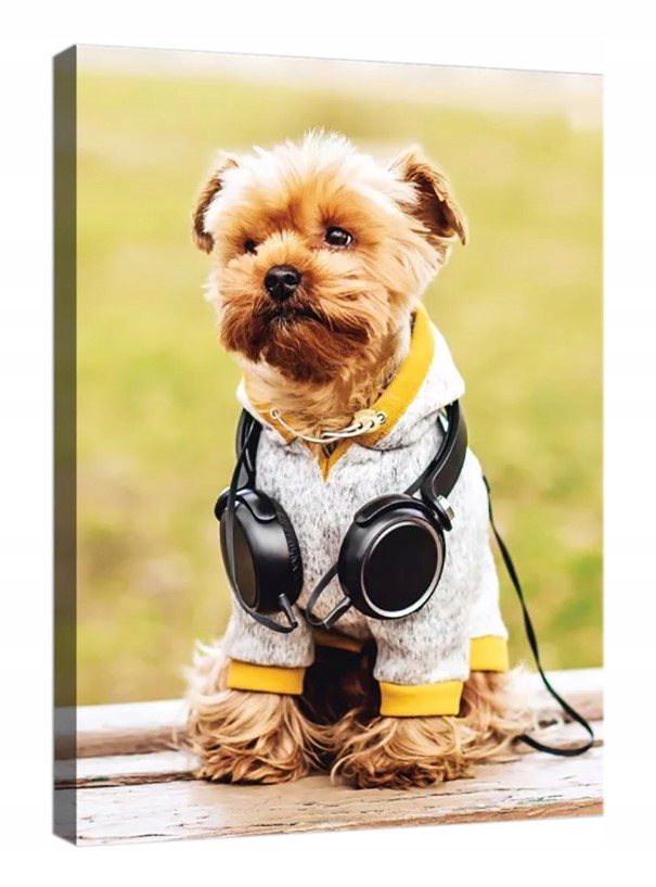 Obraz 60x80 Portrét psa v sluchátkách, městský styl Ideální do obývacího pokoje
