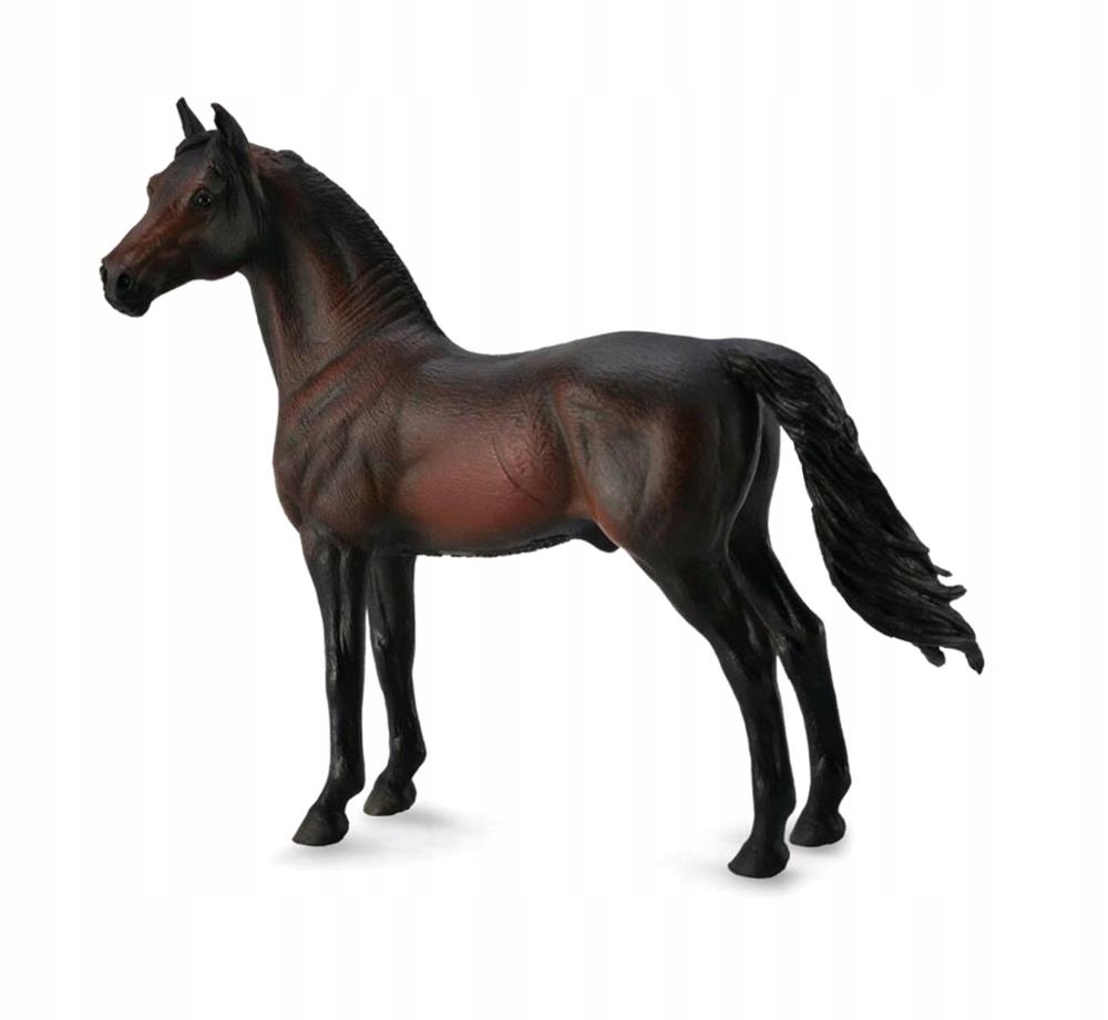 KOŃ MORGAN STALLION - BAY