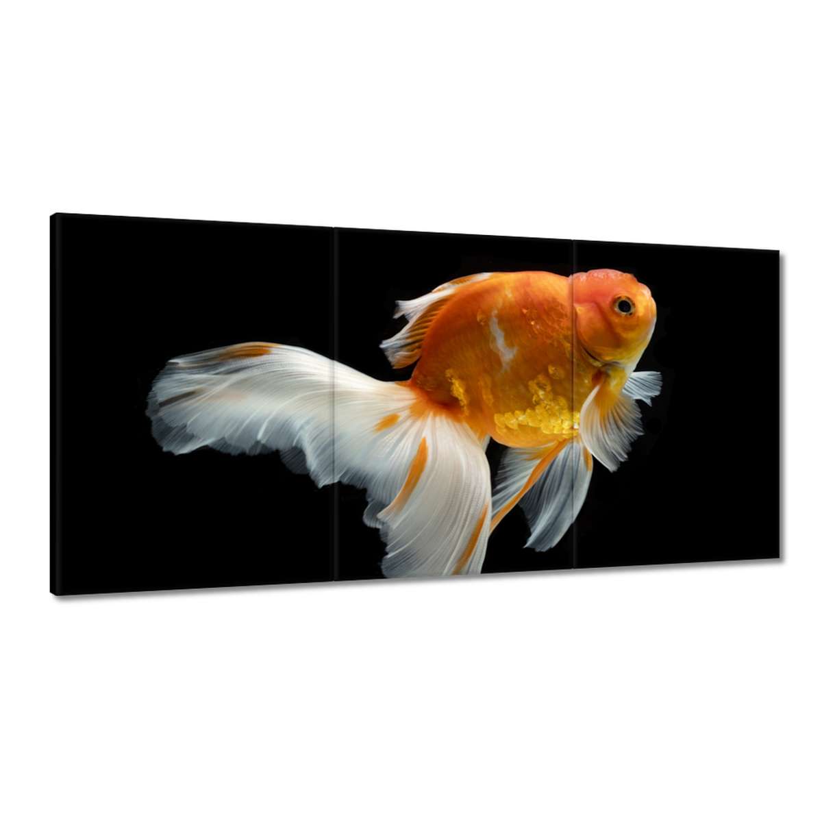 Obrazy 180x90 Krásna zlatá rybka závoj