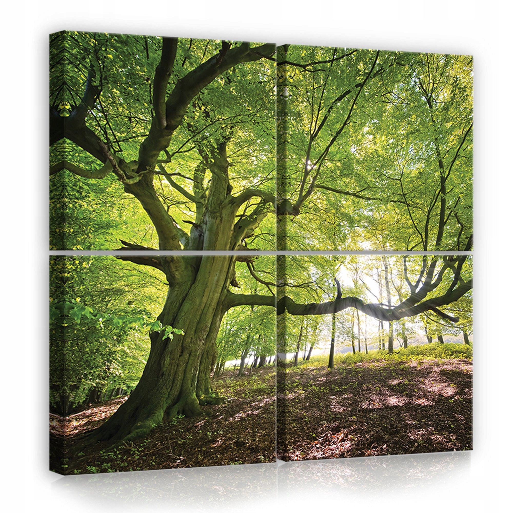 Obraz 50x50 Staré stromy les sluneční světlo příroda zeleň klid