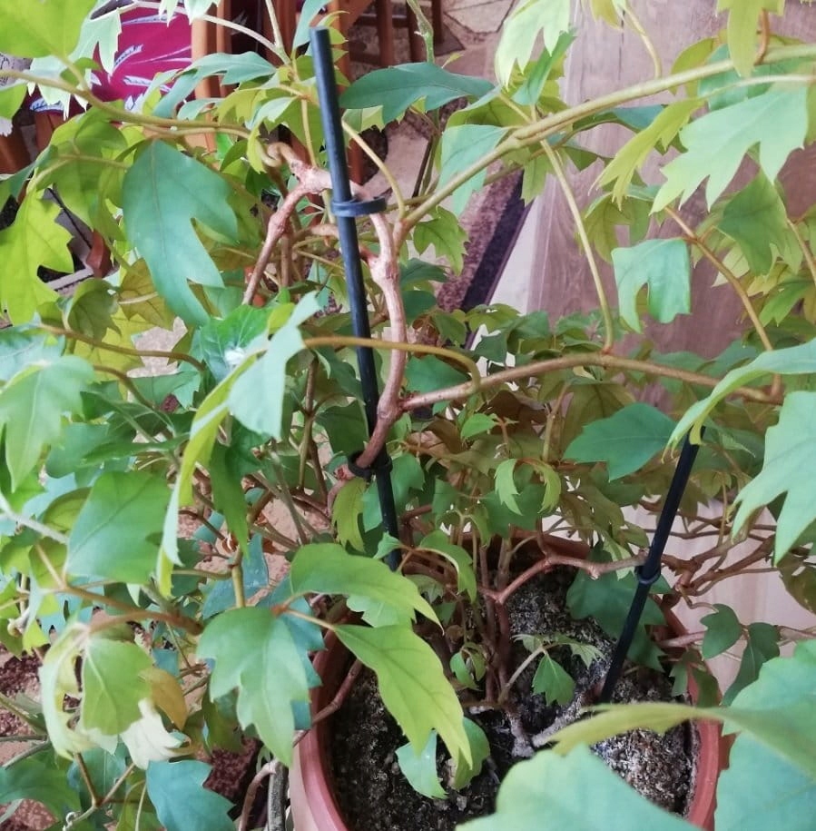 SZPILKA BAMBUSOWA tyczka do storczyków CZARNA 40cm Stan opakowania brak opakowania