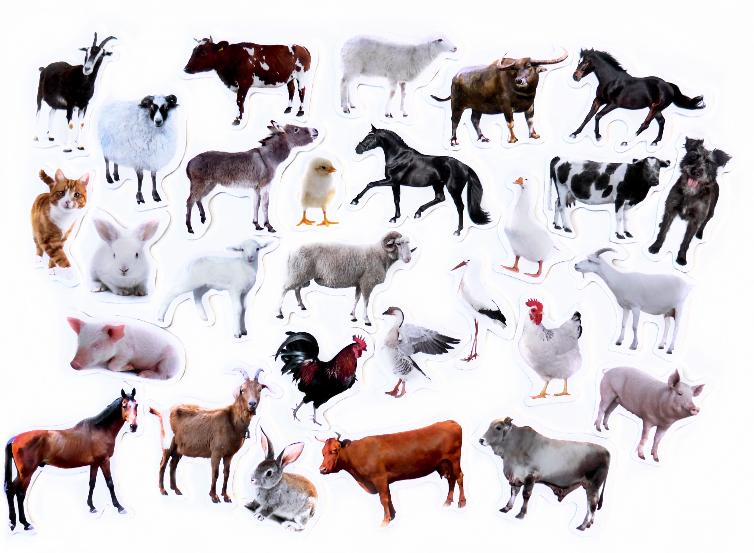 

Magnesy na lodówkę poznaję Zwierzęta Farma