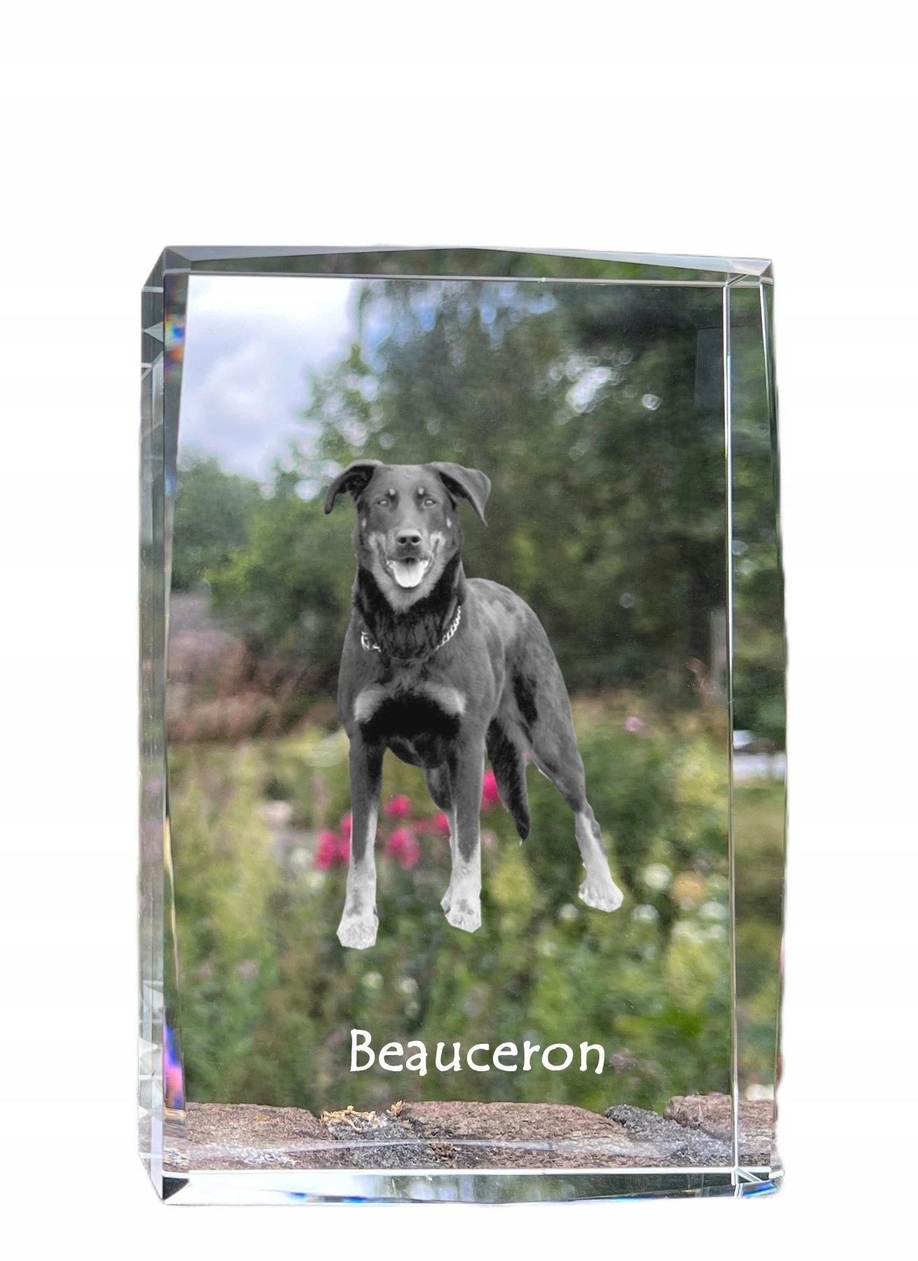 Francúzsky ovčiak Beauceron fotografia psa v kryštáli, suvenír, trofej