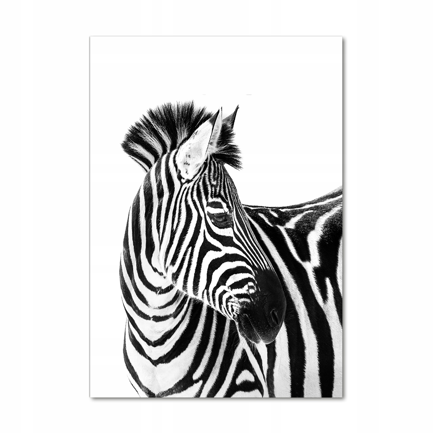 

Foto obraz akryl do salonu Zebra w śniegu 70x100cm