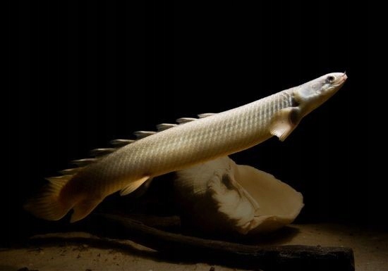 Многоножка сенегальская-Polypterus senegalus