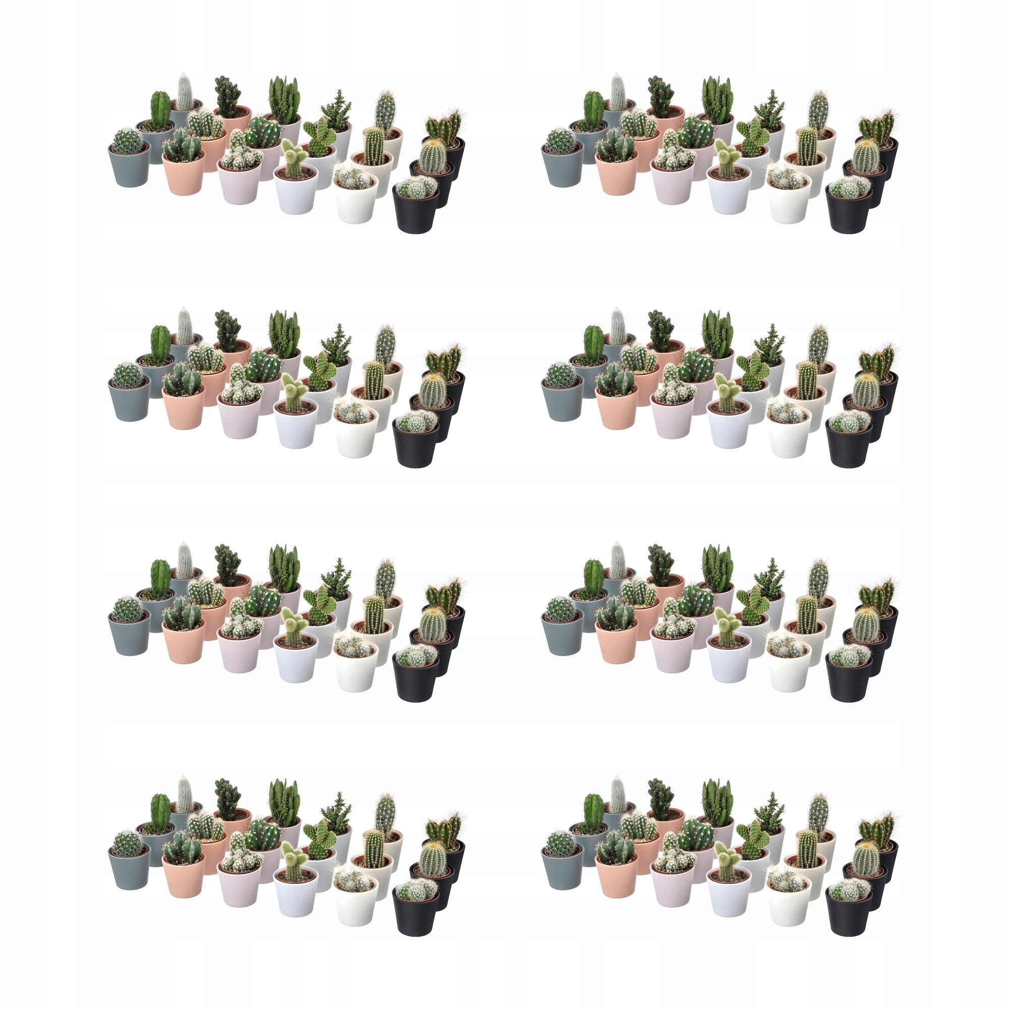 8 ks Cactaceae Rostlina s květináčem Kaktus/různé 6 cm