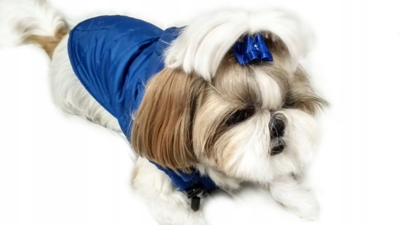 

Ręcznie szyta kurtka sport atrament Xxxs Shih Tzu