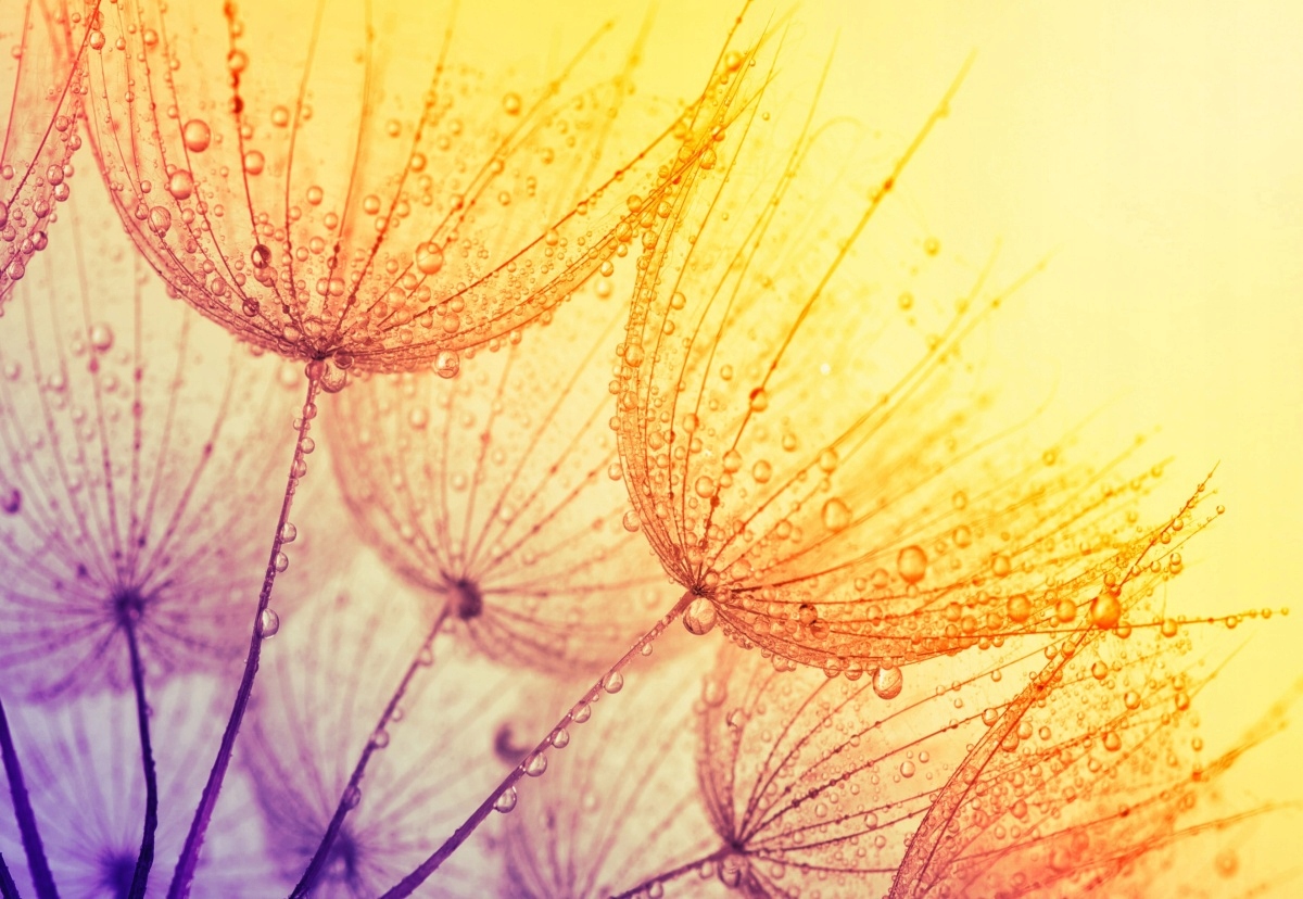 

Fototapeta Flizelinowa Dmuchawiec Słońce 152x104