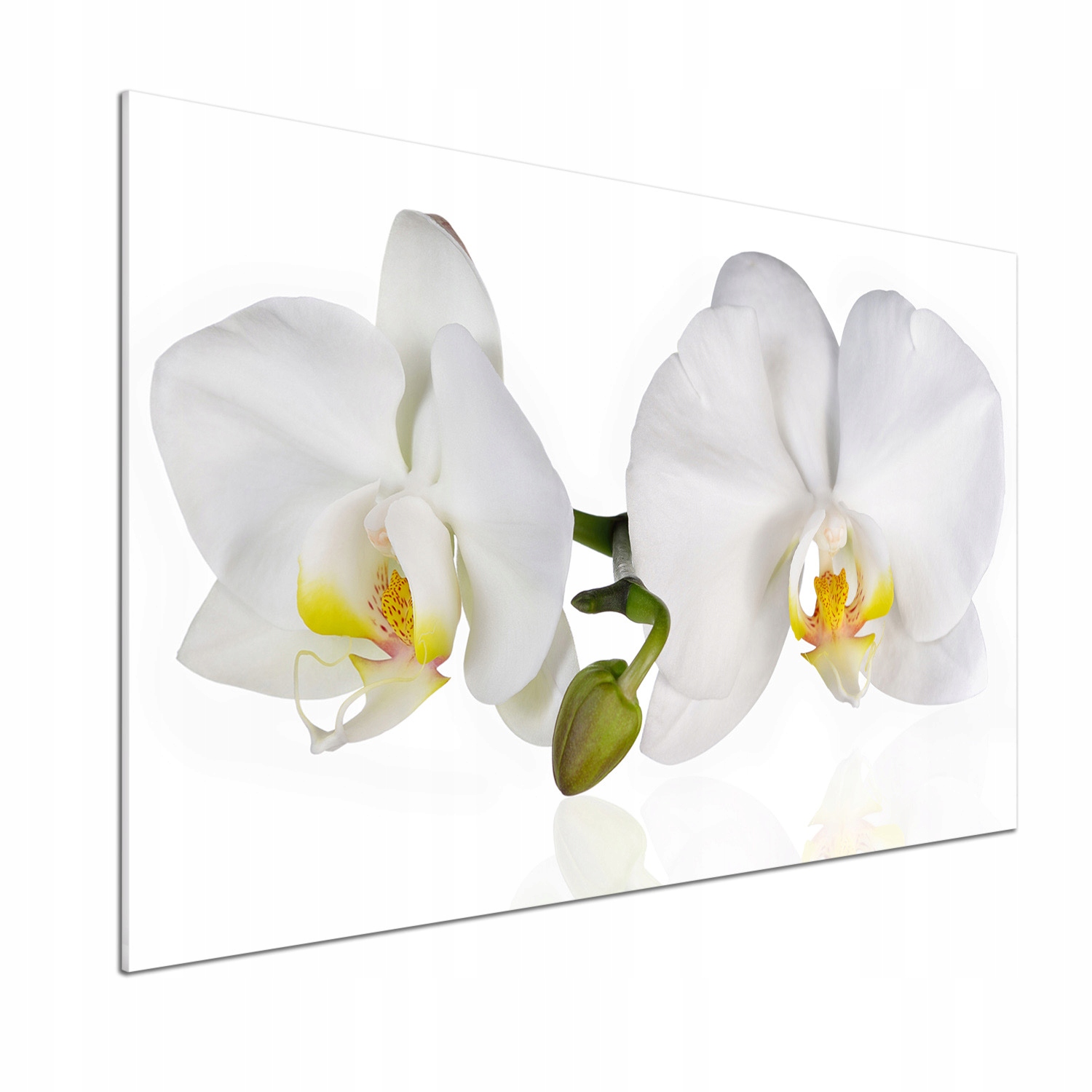 Panel medzi nábytkom v kuchyni Orchidea 100x70 Lepidlo