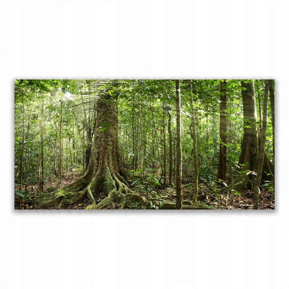 

Obraz na prezent 120x60 Las Natura Dżungla Drzewa