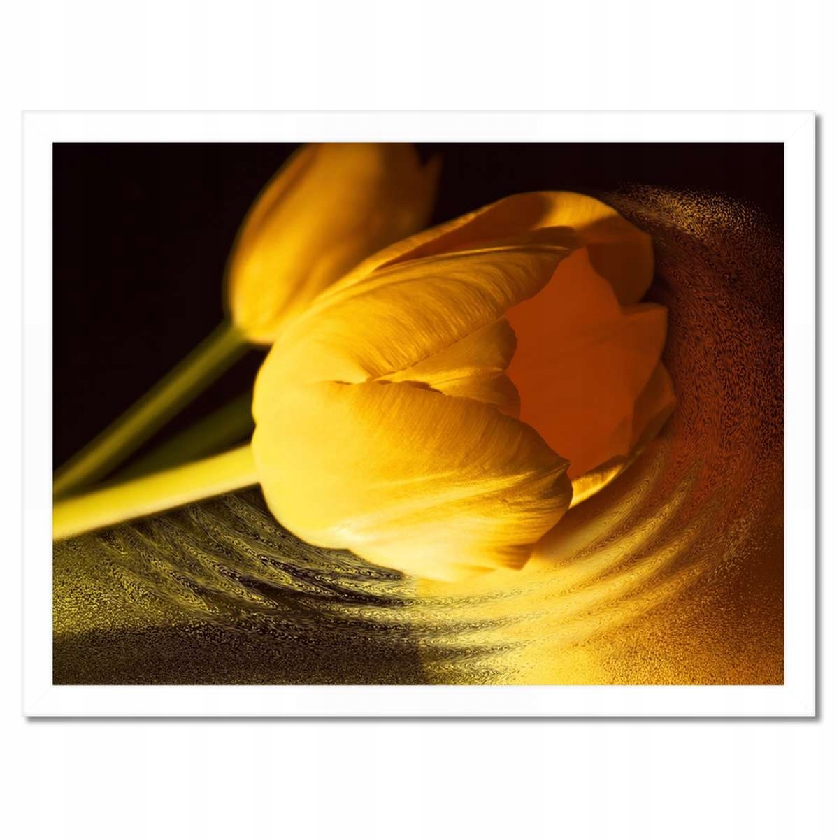 Plakáty v rámu 40x30 Žluto-zlatý tulipán