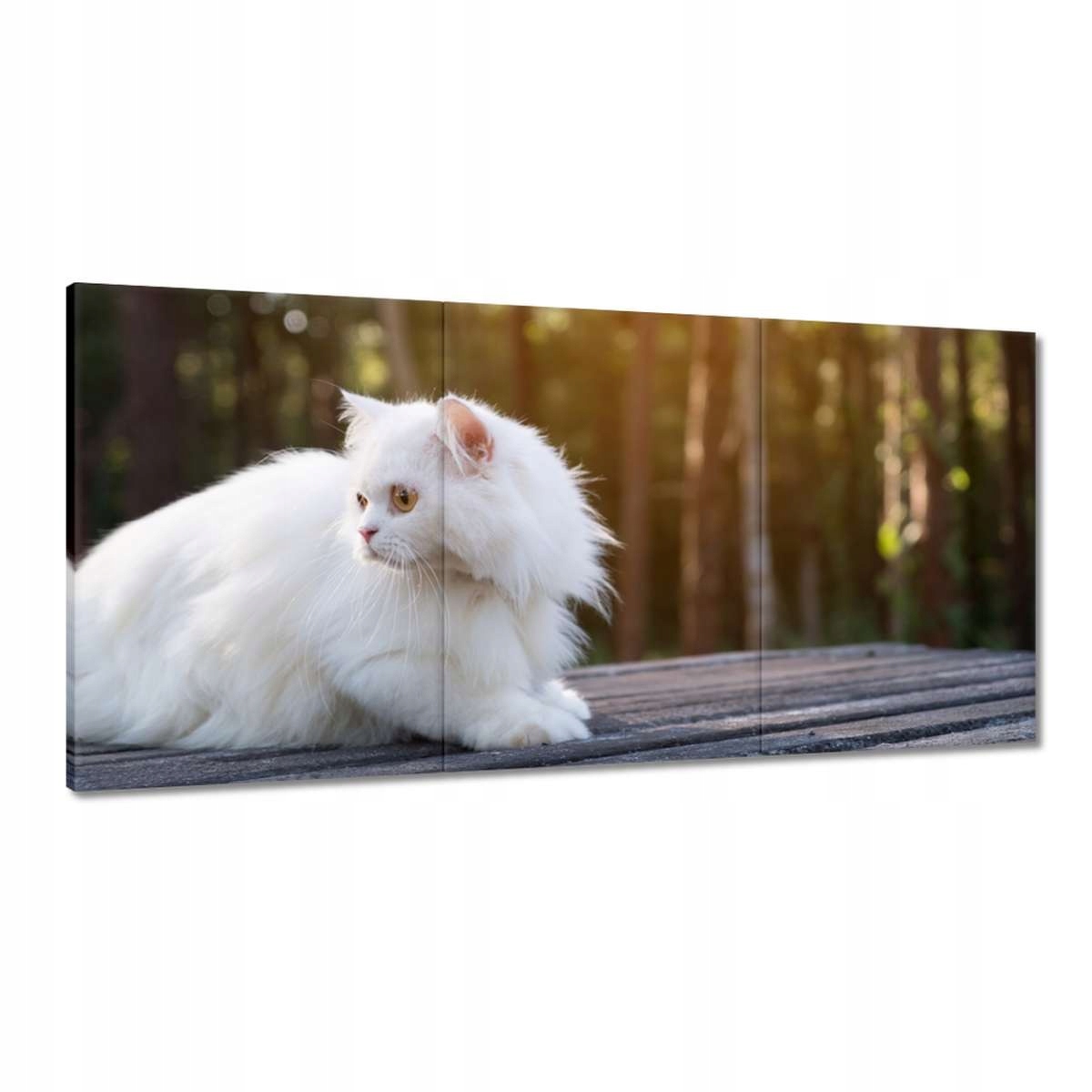 Obrazy 180x90 Mačka Mačičky Mačky Mačiatko