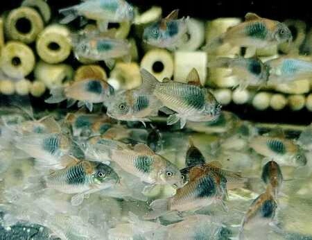 Kirysek Spiżowy/Corydoras aeneus