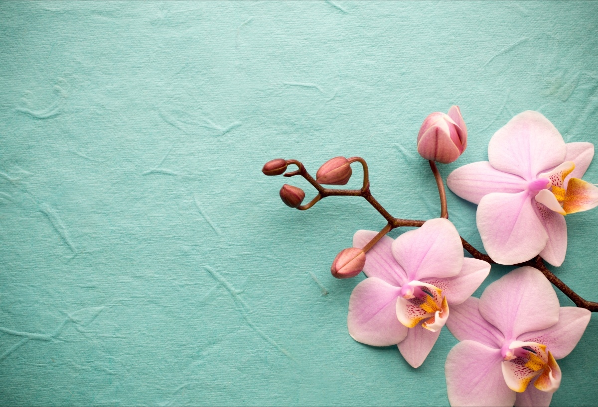 

Tapeta flizelinowa Orchidea Różowy - 104x70