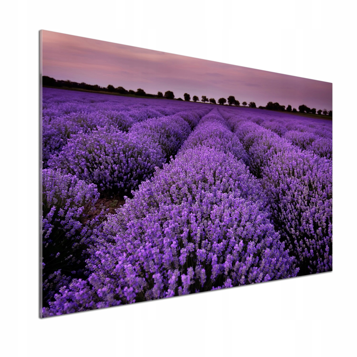 Dekorativní panel sklo Pole levandule 100x70 cm Lepidlo