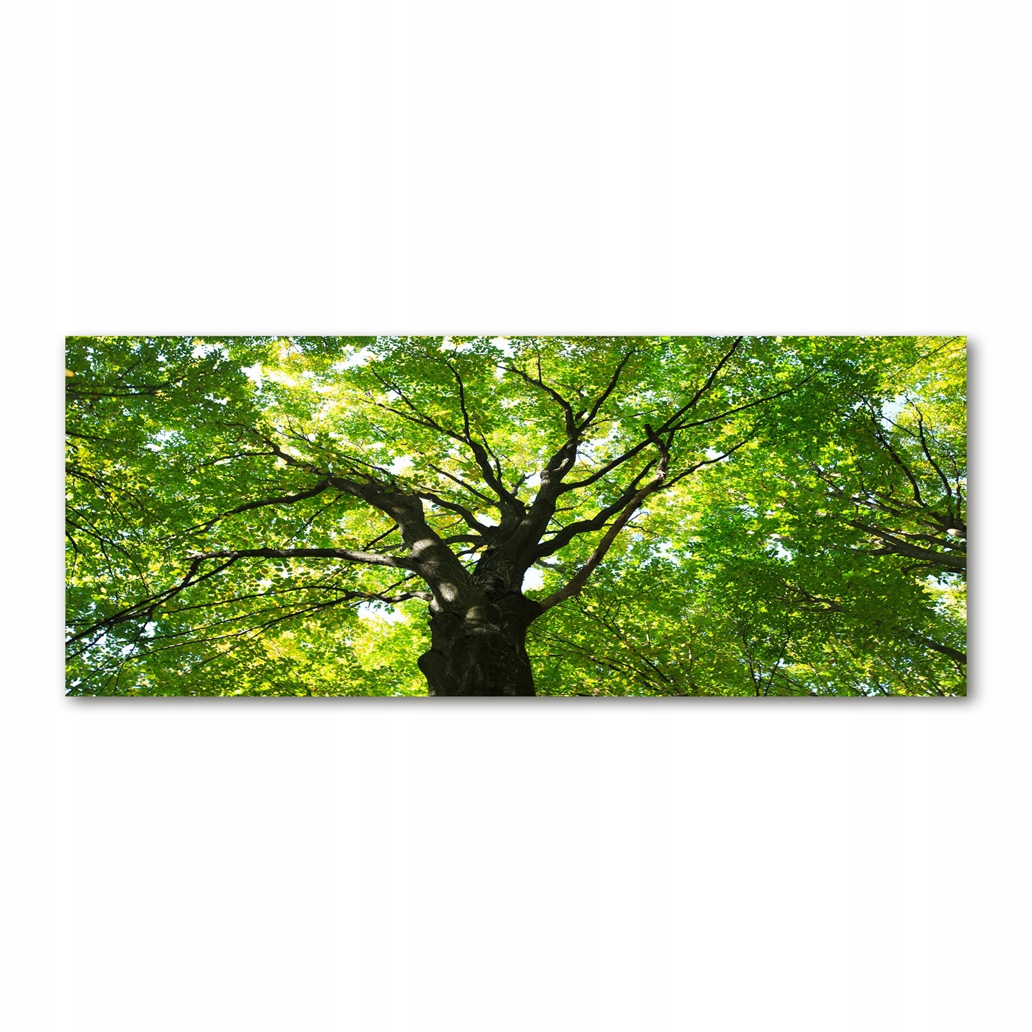 

Foto obraz akryl nowoczesny Zielony las 125x50cm