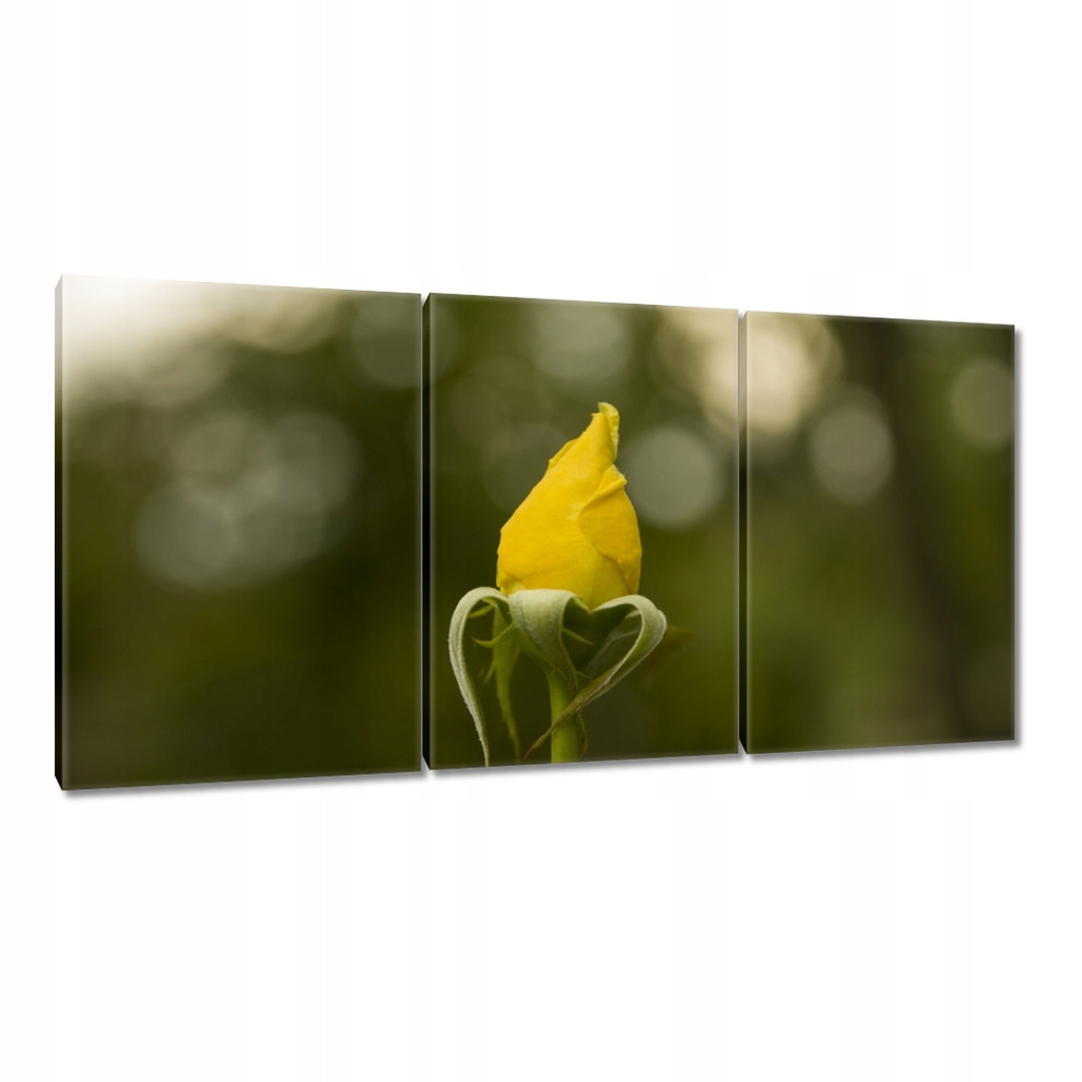 

Obrazy 120x60 Żółta róża