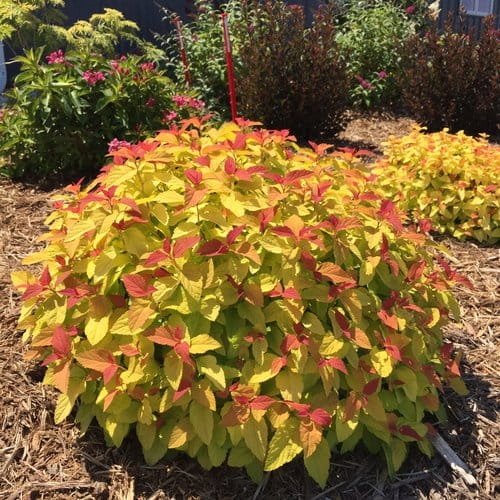 Tawuła japońska 'Double Play Candy Corn' spirea japonica 3L