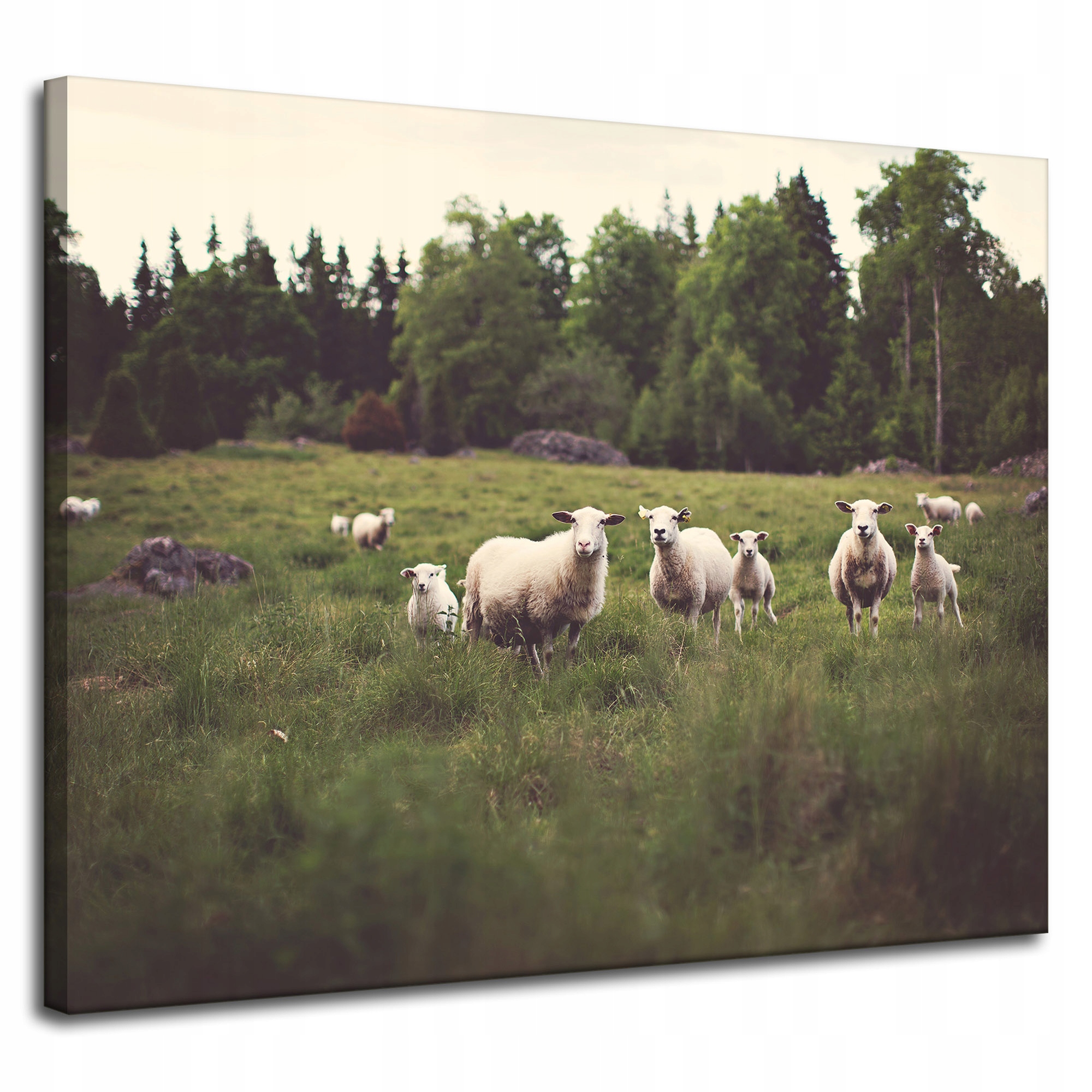 Obraz Canvas Příroda Ovce na pastvě 100x80 cm