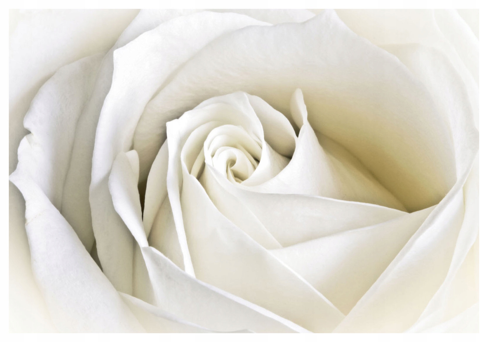 Tapeta Bílé růže jemný vzor okvětních lístků květinová jemnost 208x146 lepidlo