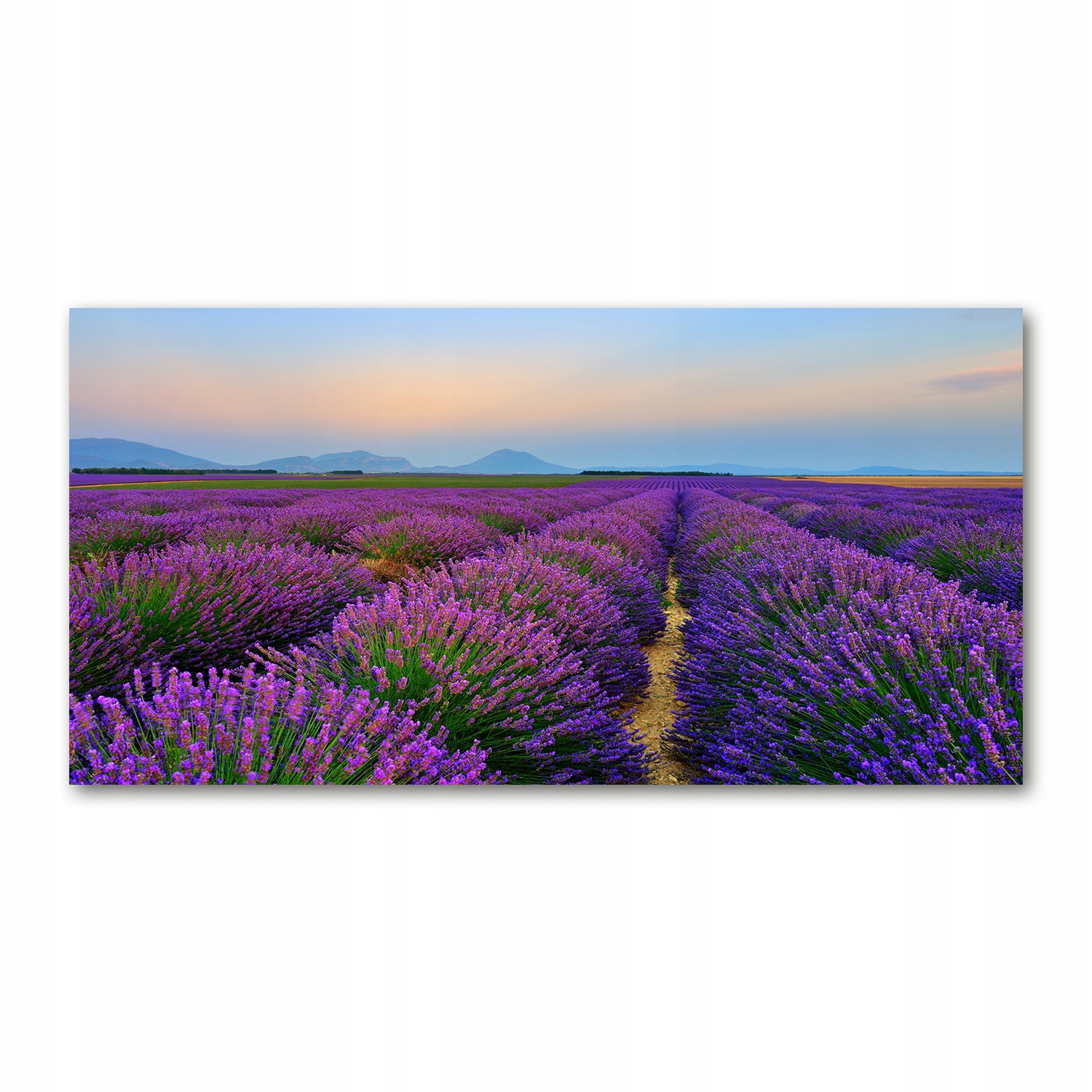 

Foto obraz akryl zdjęcie Pole lawendy 120X60 cm