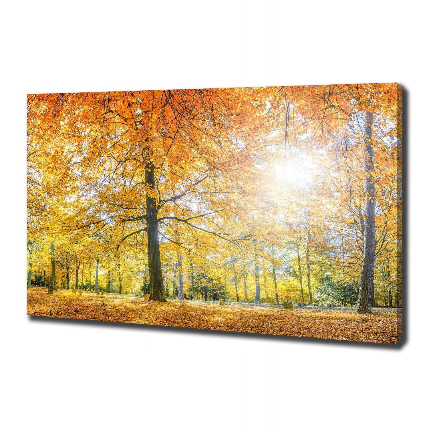 

Duży foto obraz na płótnie Las jesienią 100x70 cm