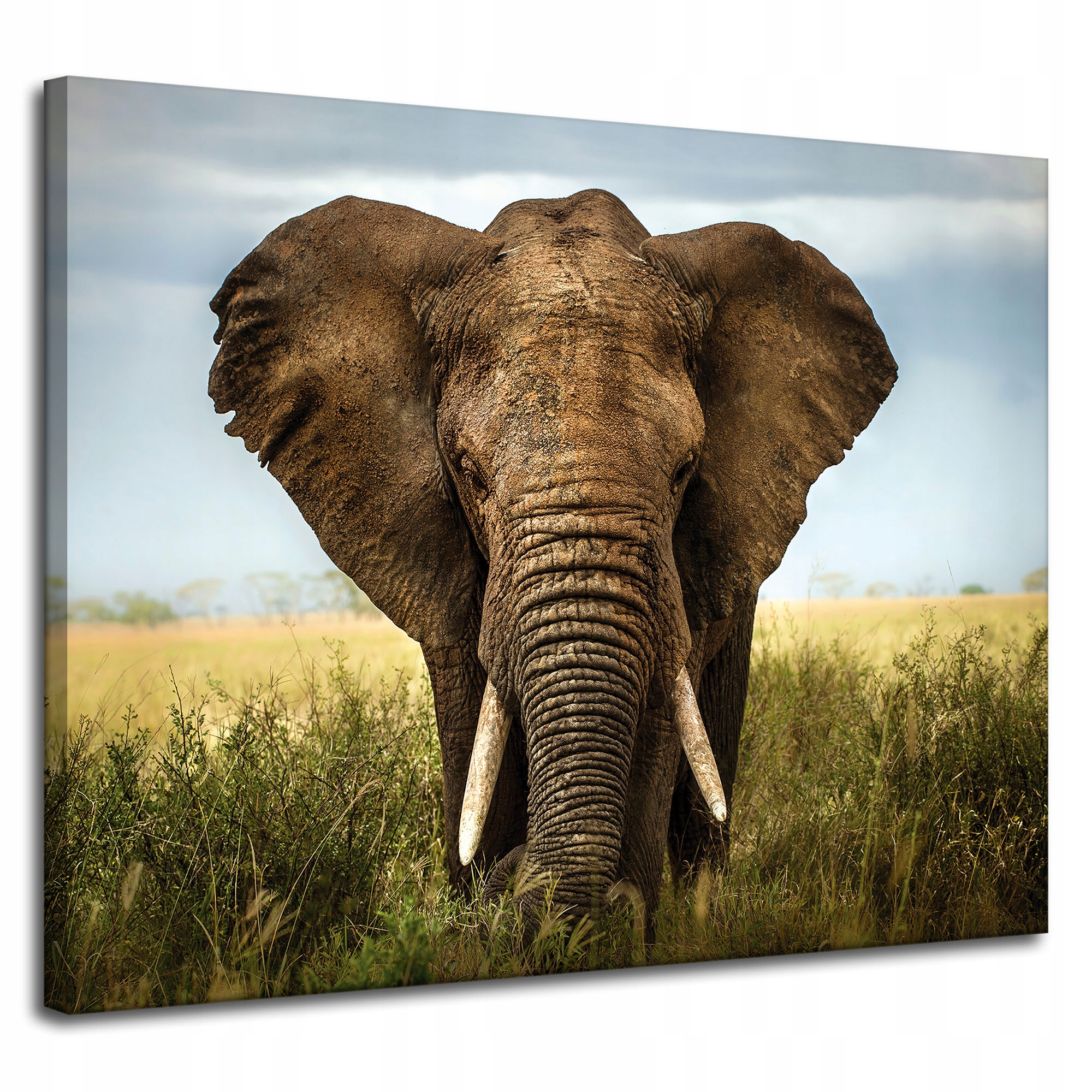 Obraz na plátně Slon ve vysoké trávě Afrika 100x80 cm