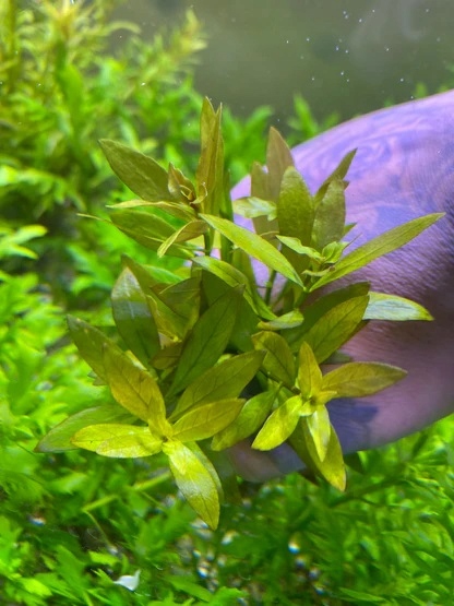 Ludwigia Repens Narrow