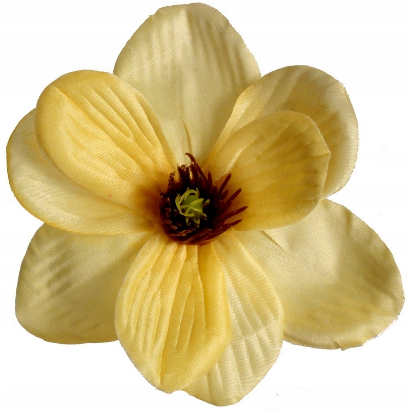 

Magnolia Główka Wyrobowa Waniliowa