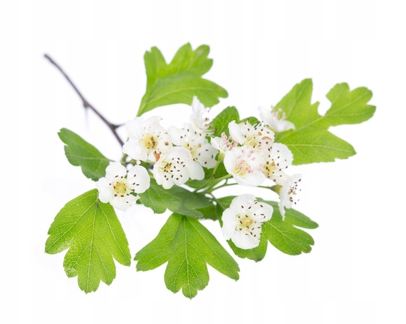 Equiherbs Zioła dla koni Głóg Cały Owoc Susz. 1kg