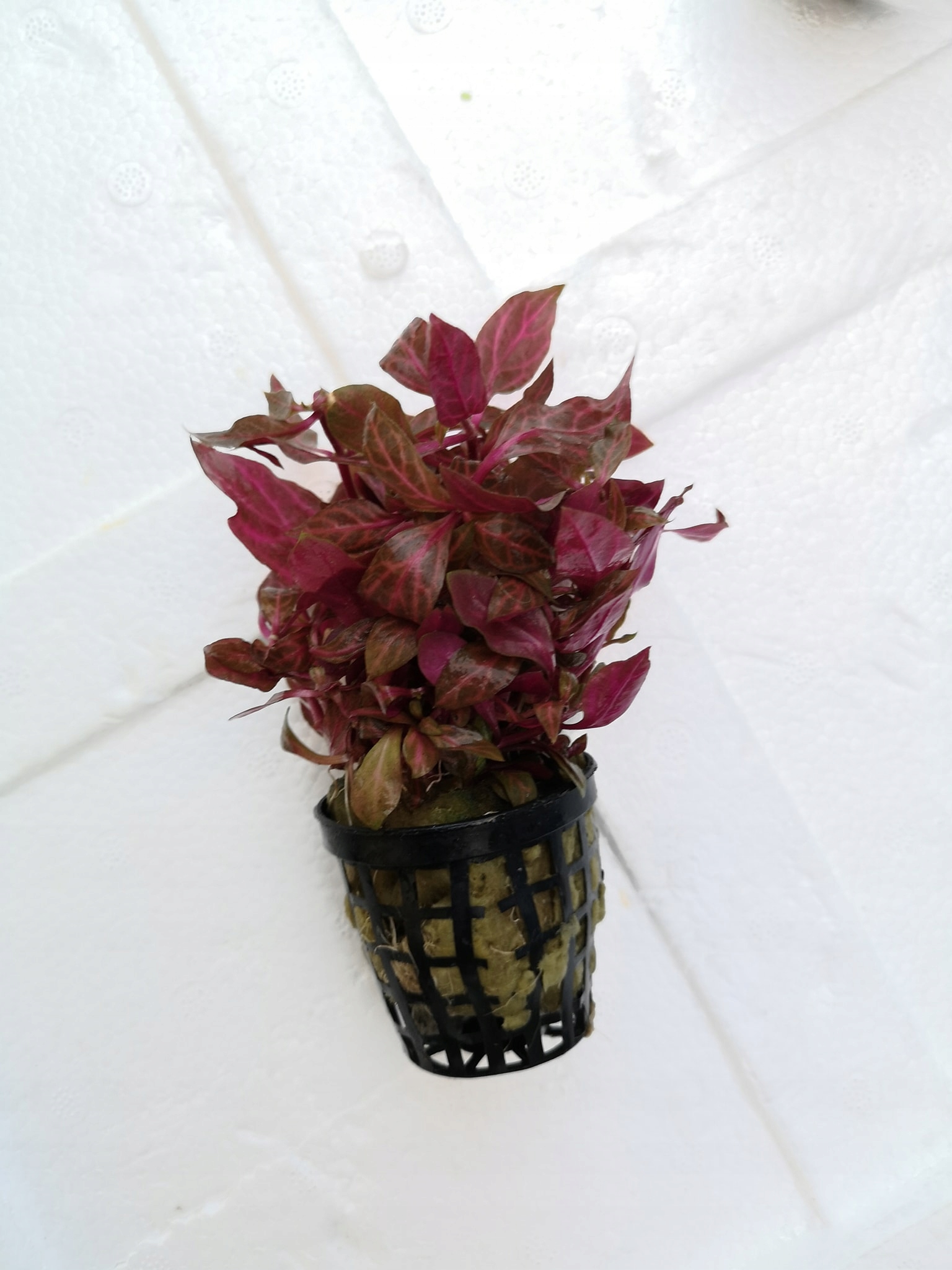 Alternanthera SP. VARIEGATA-корзина-красивая!