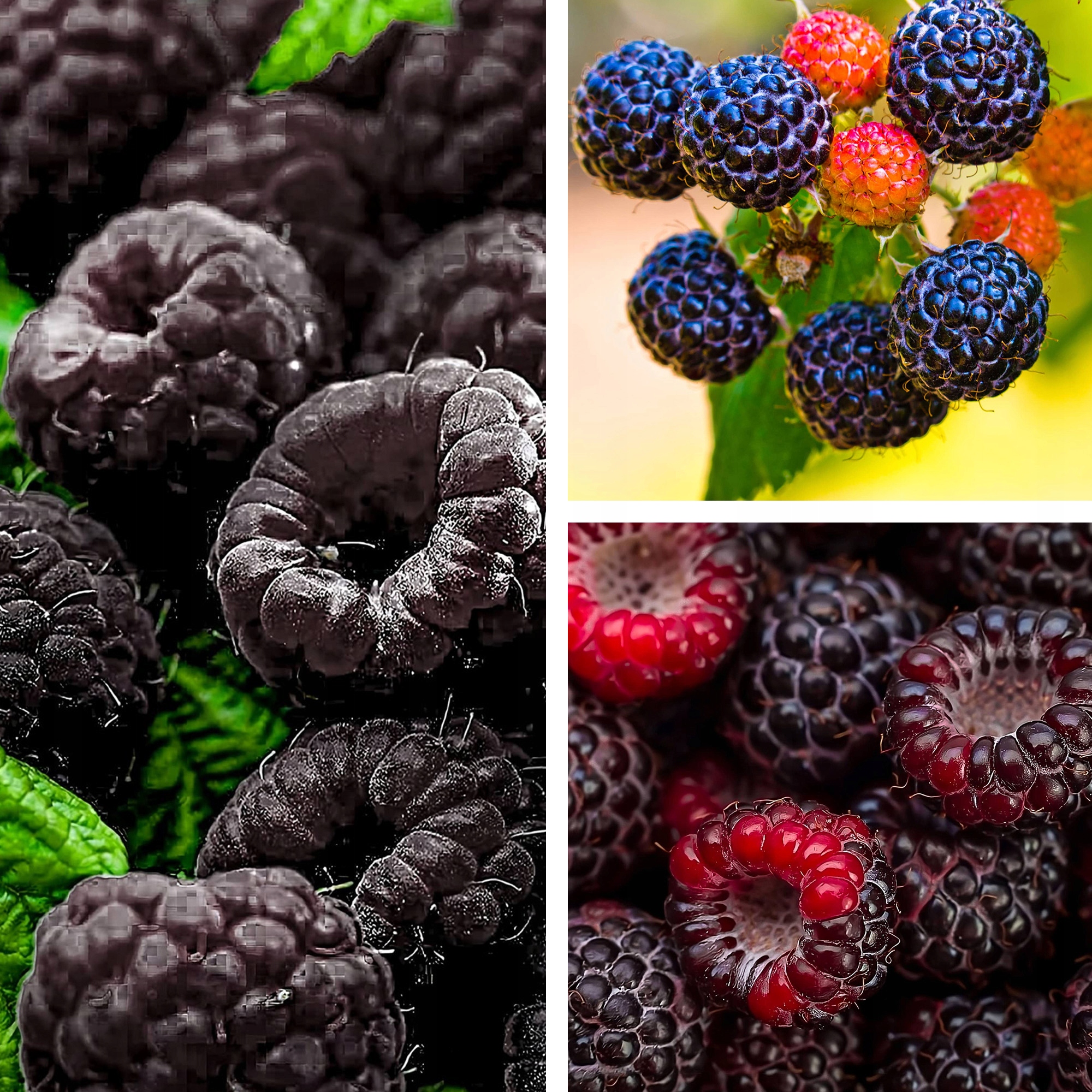 МАЛИНА ЧЕРНАЯ САЖЕНЦЫ МАЛИНЫ САМООПЫЛЯЮЩИЕСЯ МОРОЗОСТОЙКИЕ ЗДОРОВЫЕ ЛЕГКИЕ В ВЫРАЩИВАНИИ