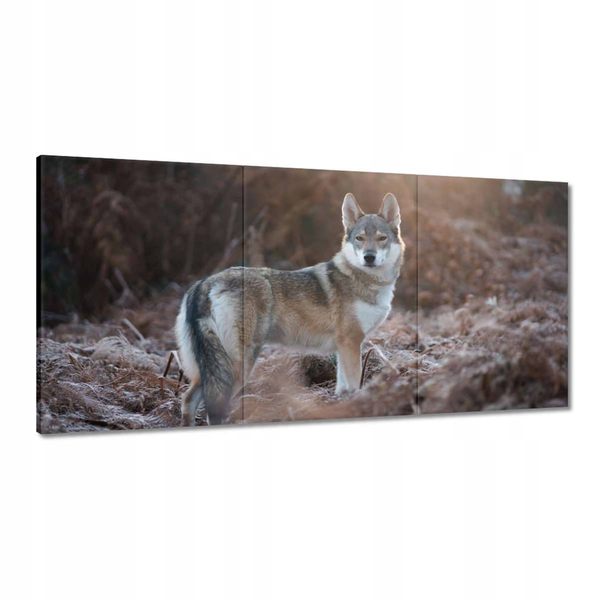 Obrazy 120x60 Vlk a vlk Wolf