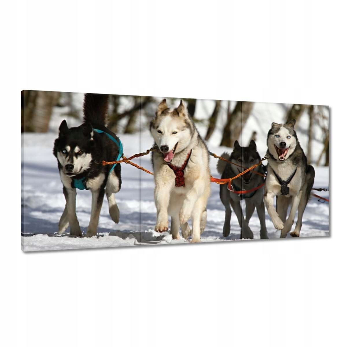 Obrazy 180x90 Psí záprah