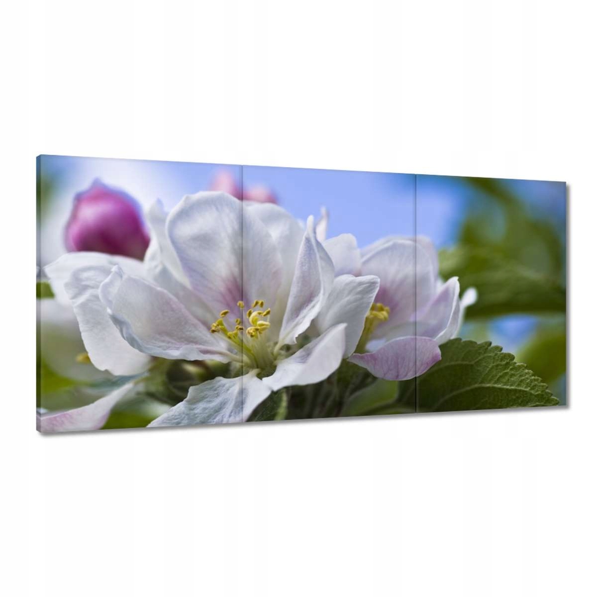 Obrazy 180x90 Kvet jablone