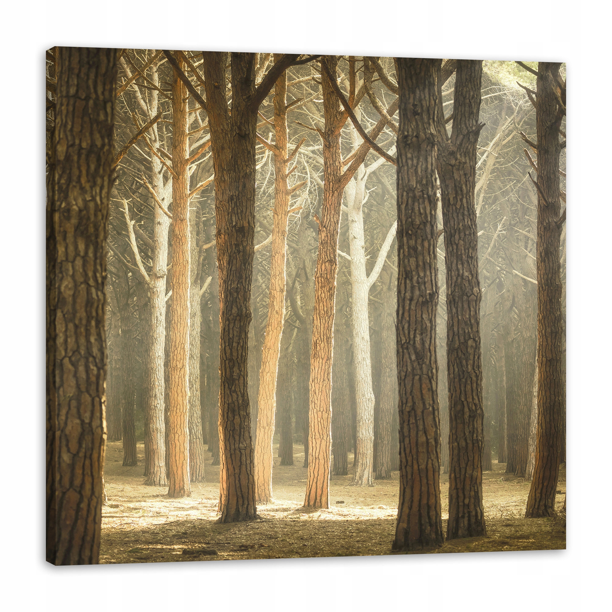 Obraz na plátně Stromy Světlo Příroda Les 80x80 cm Ideální jako dárek