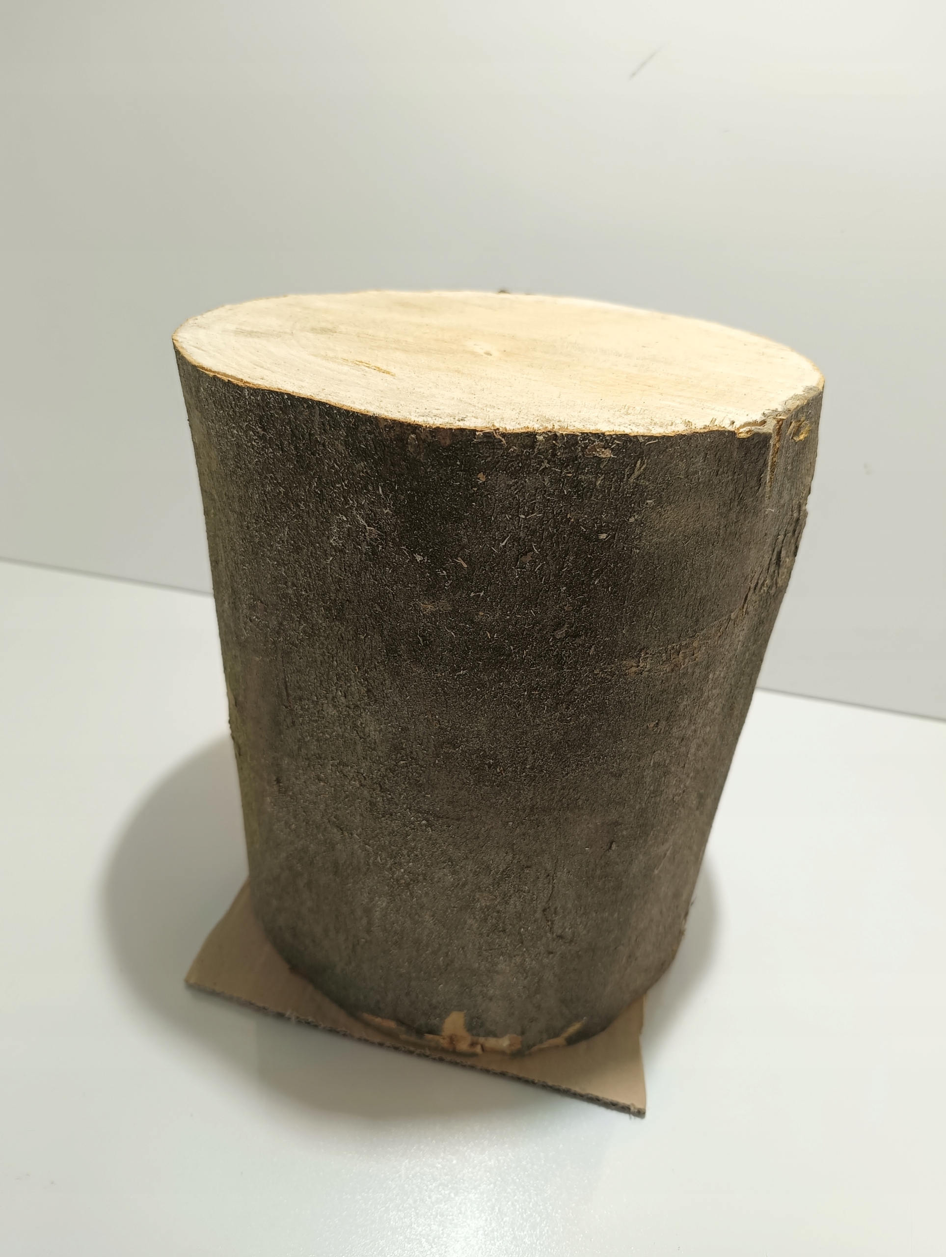 PNIAK KOLN JAWOR PIEŃ KLOCEK JAWOROWY BARDZO TWARDY ZDROWY ROZ. M 20-27cm