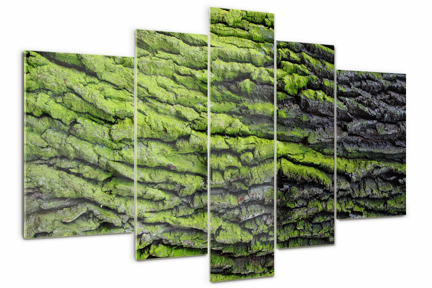 Foto Obraz skleněný velký triptych Kůra stromu