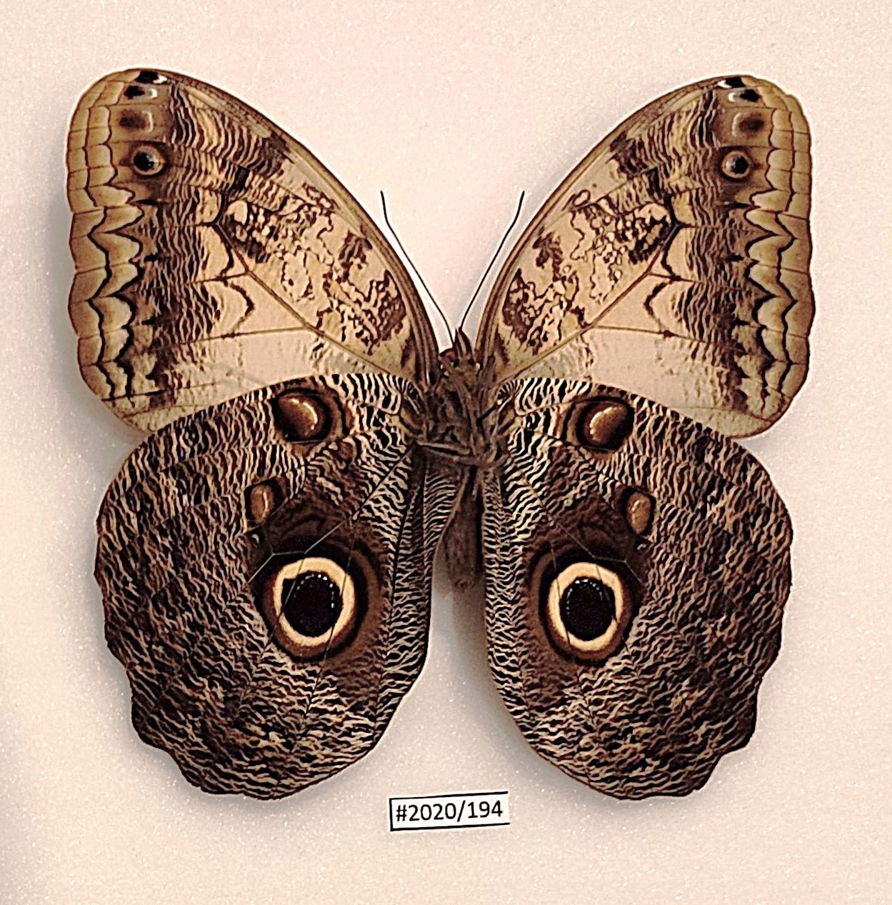 Motyl Caligo memnon samiec strona brzuszna 102mm.