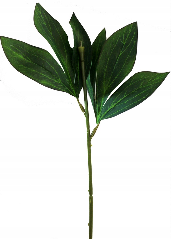 

Łodyga Peonii Piwonii 35 cm