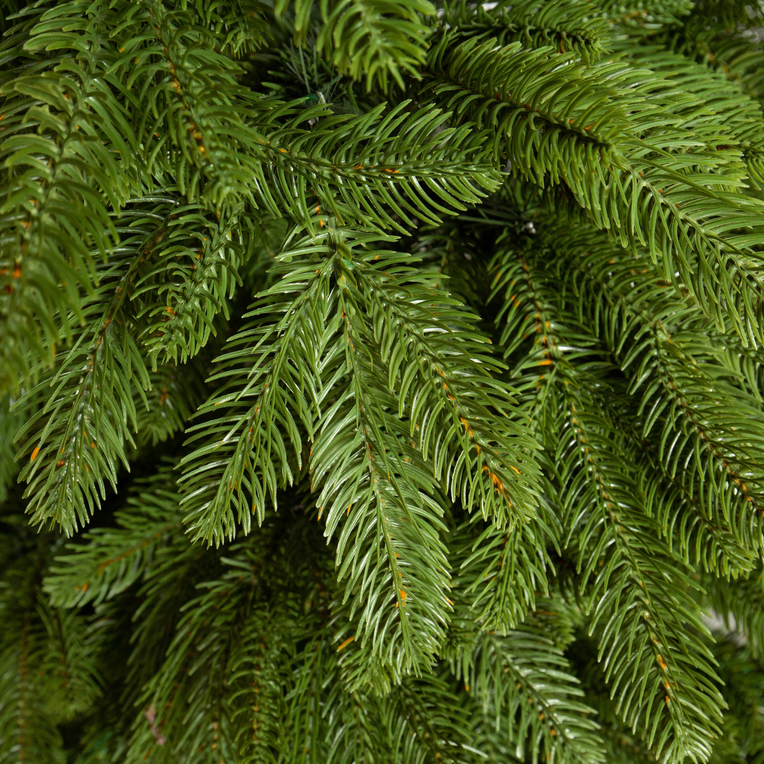 CHOINKA POLSKA ŚWIERK JASNY PE 100% 180CM Marka inna