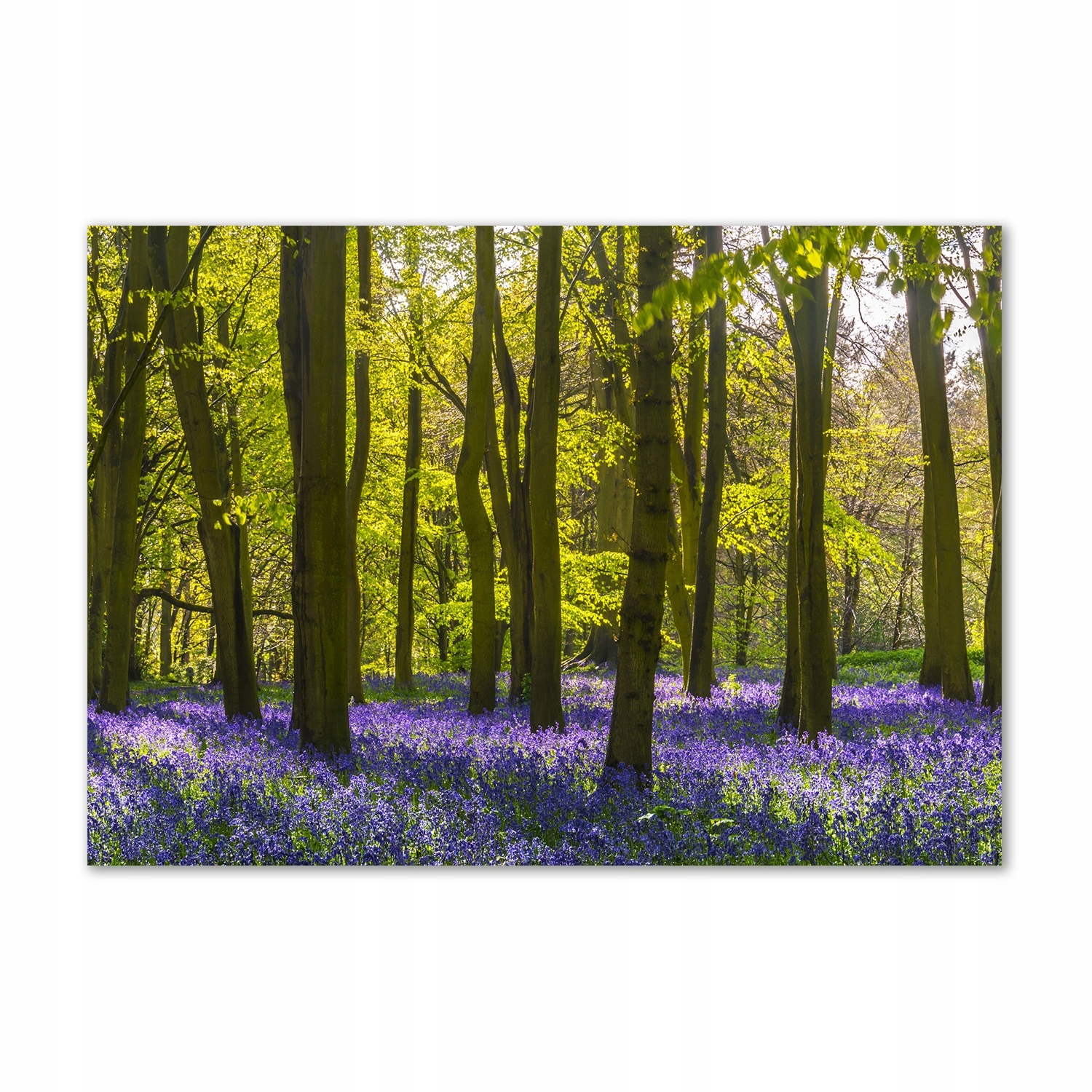 

Foto obraz na ścianę akryl Las wiosną 100x70 cm