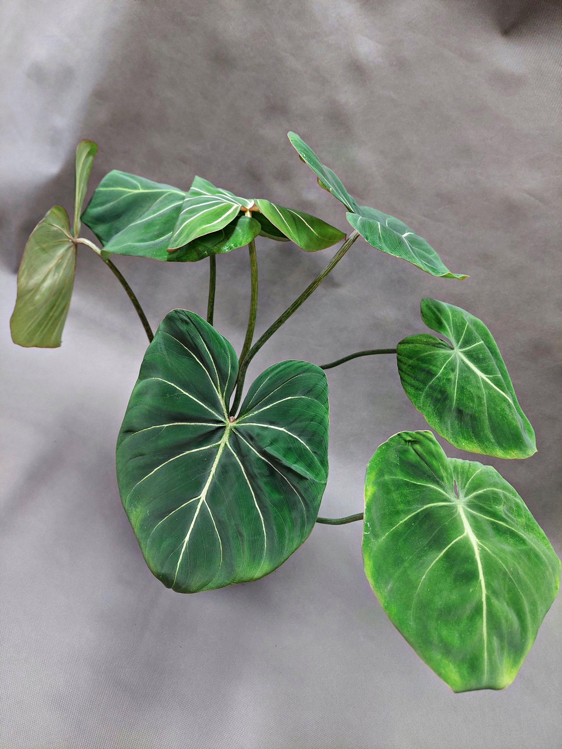Philodendron Gloriosum - Niska cena na Allegro