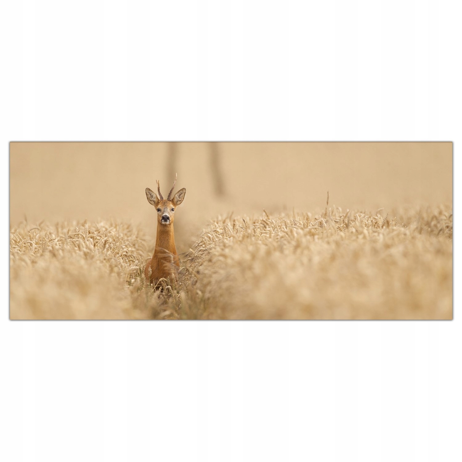 

Obraz na szkle Foto Jeleń Łąka Pole Wieś 125x50