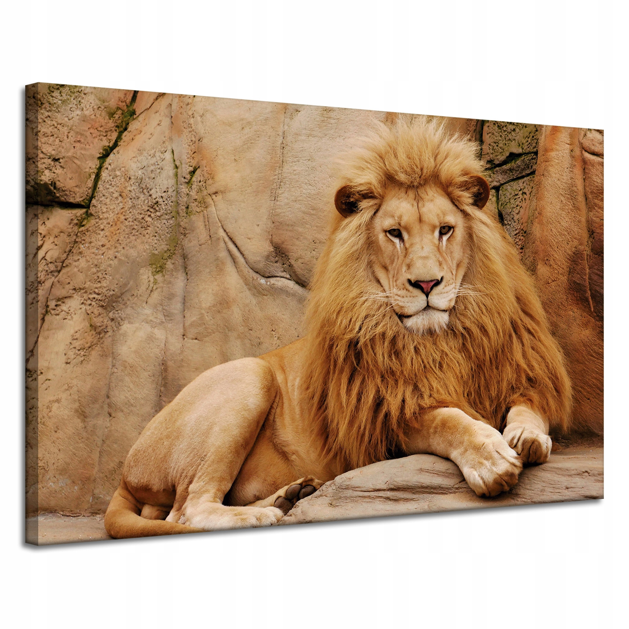 Obraz na plátně Zvíře ležící u skály Příroda 120x80 cm