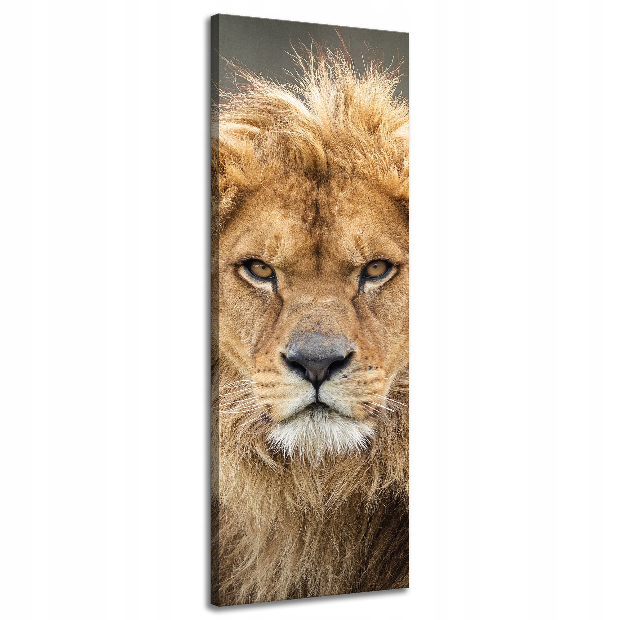 Obraz na plátně Divoký lev Portrét Hřívy Zvíře 40x120 cm
