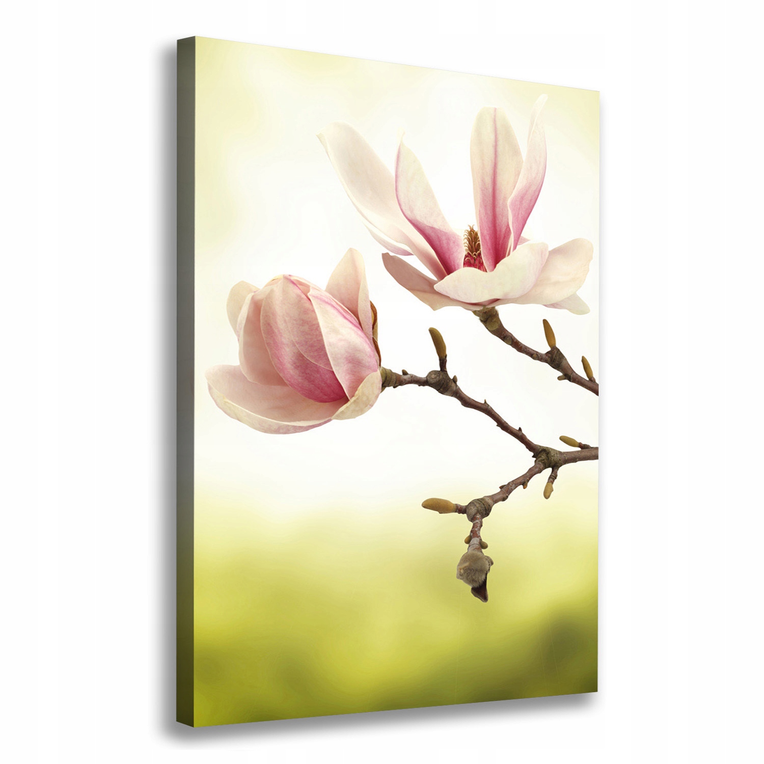 

Foto obraz na płótnie Kwiaty magnolii 70x100 cm