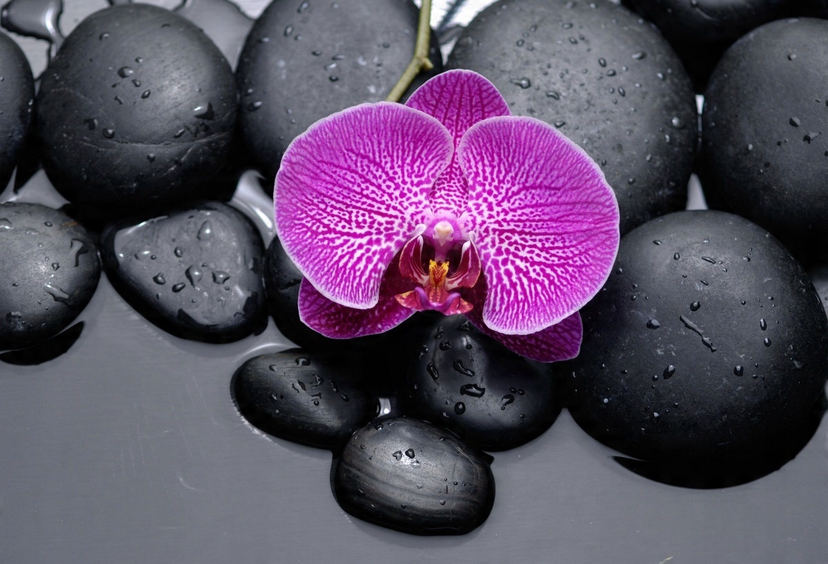 

Tapeta flizelinowa Orchidea Kamienie - 104x70